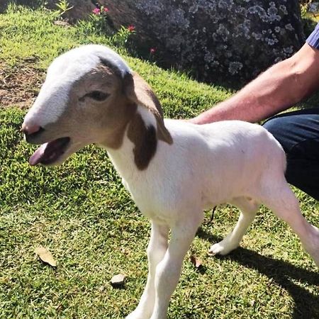 Sitio No Interior De Sp Para Curtir A Natureza Águas da Prata Zewnętrze zdjęcie