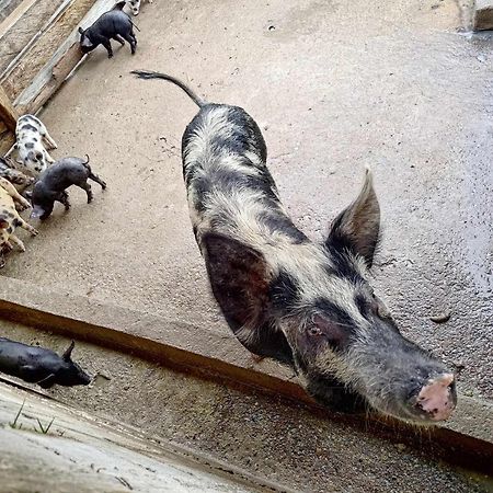 Sitio No Interior De Sp Para Curtir A Natureza Águas da Prata Zewnętrze zdjęcie