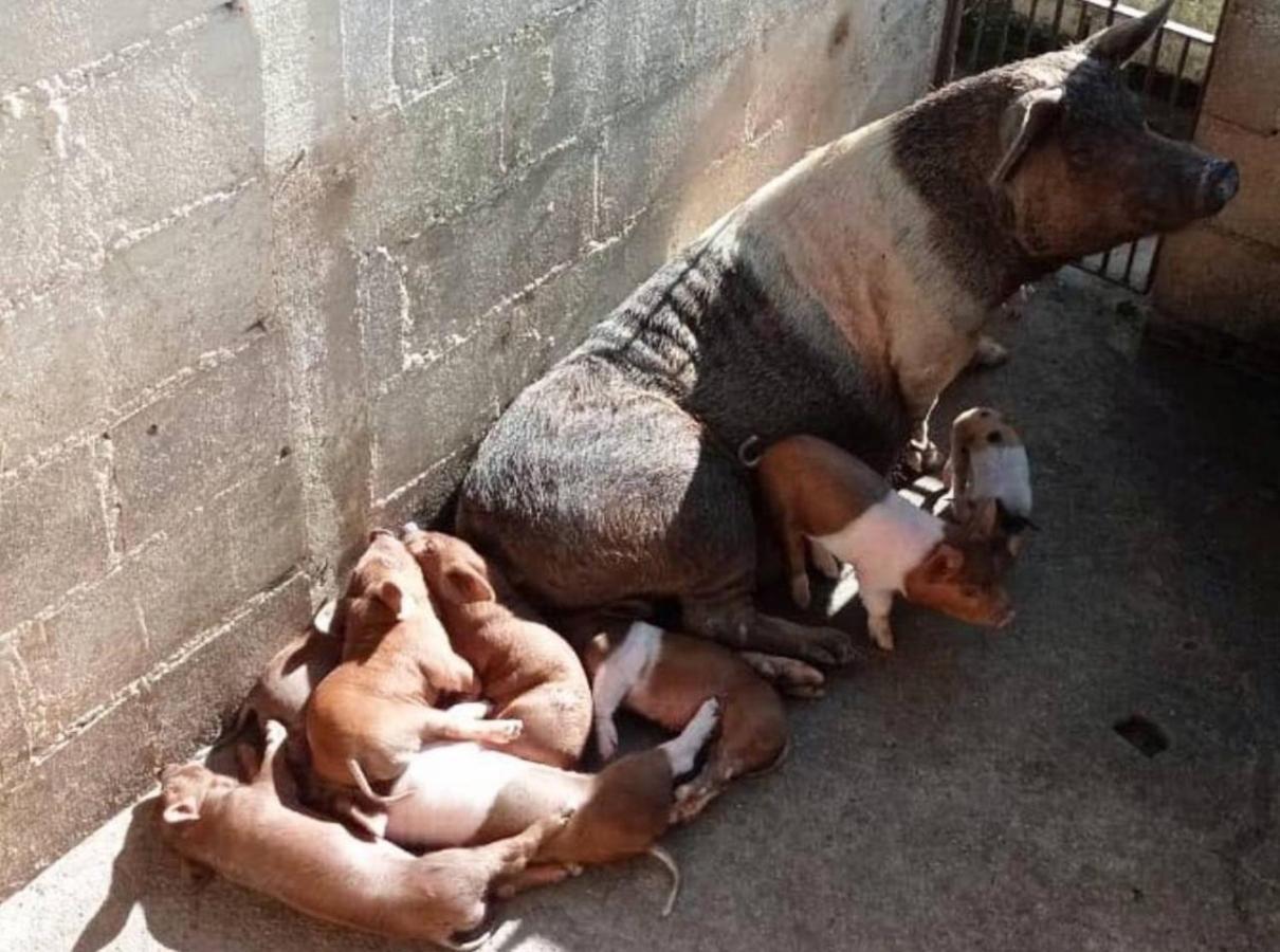 Sitio No Interior De Sp Para Curtir A Natureza Águas da Prata Zewnętrze zdjęcie