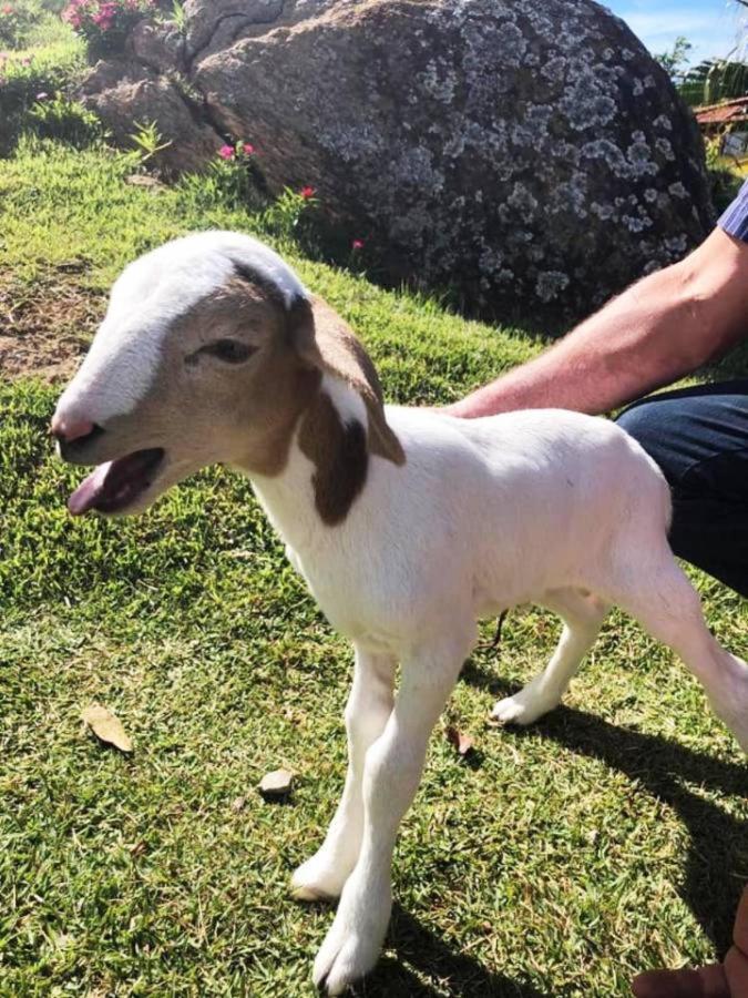 Sitio No Interior De Sp Para Curtir A Natureza Águas da Prata Zewnętrze zdjęcie
