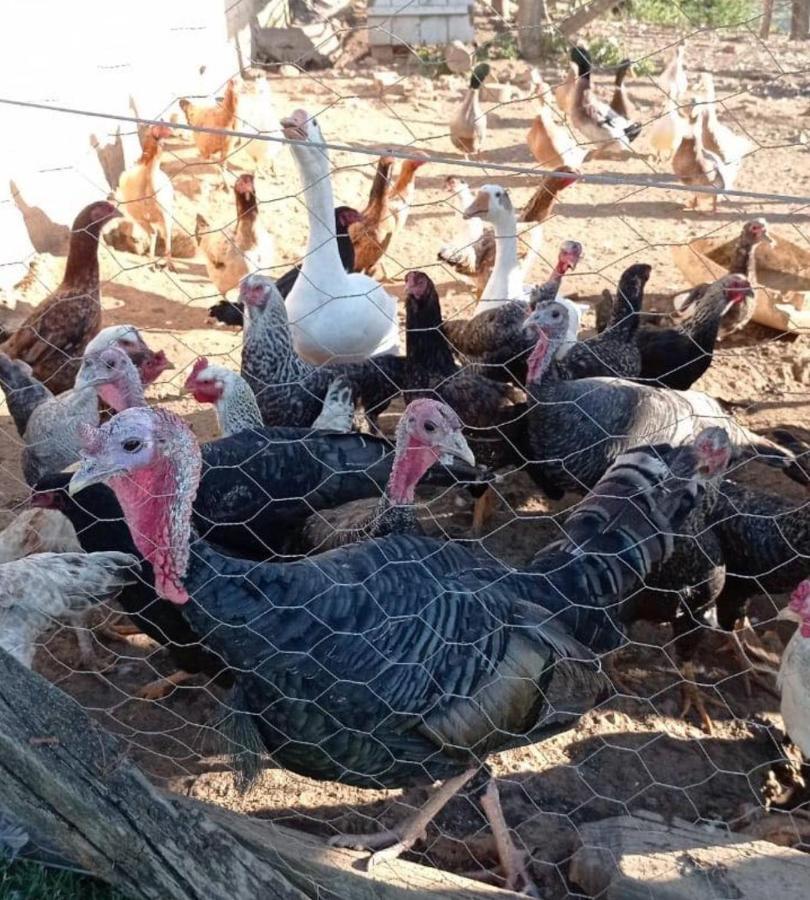 Sitio No Interior De Sp Para Curtir A Natureza Águas da Prata Zewnętrze zdjęcie