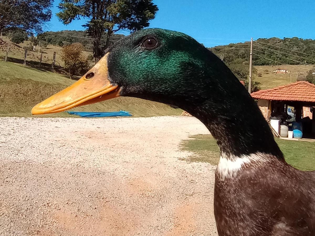 Sitio No Interior De Sp Para Curtir A Natureza Águas da Prata Zewnętrze zdjęcie