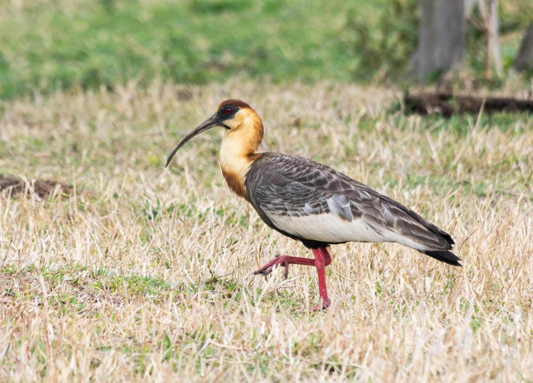 Sitio No Interior De Sp Para Curtir A Natureza Águas da Prata Zewnętrze zdjęcie