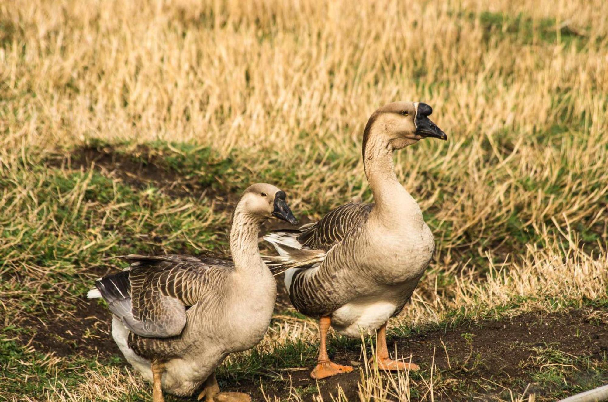 Sitio No Interior De Sp Para Curtir A Natureza Águas da Prata Zewnętrze zdjęcie