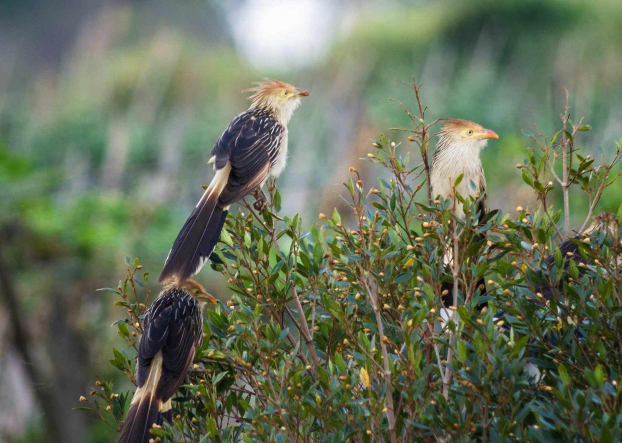 Sitio No Interior De Sp Para Curtir A Natureza Águas da Prata Zewnętrze zdjęcie