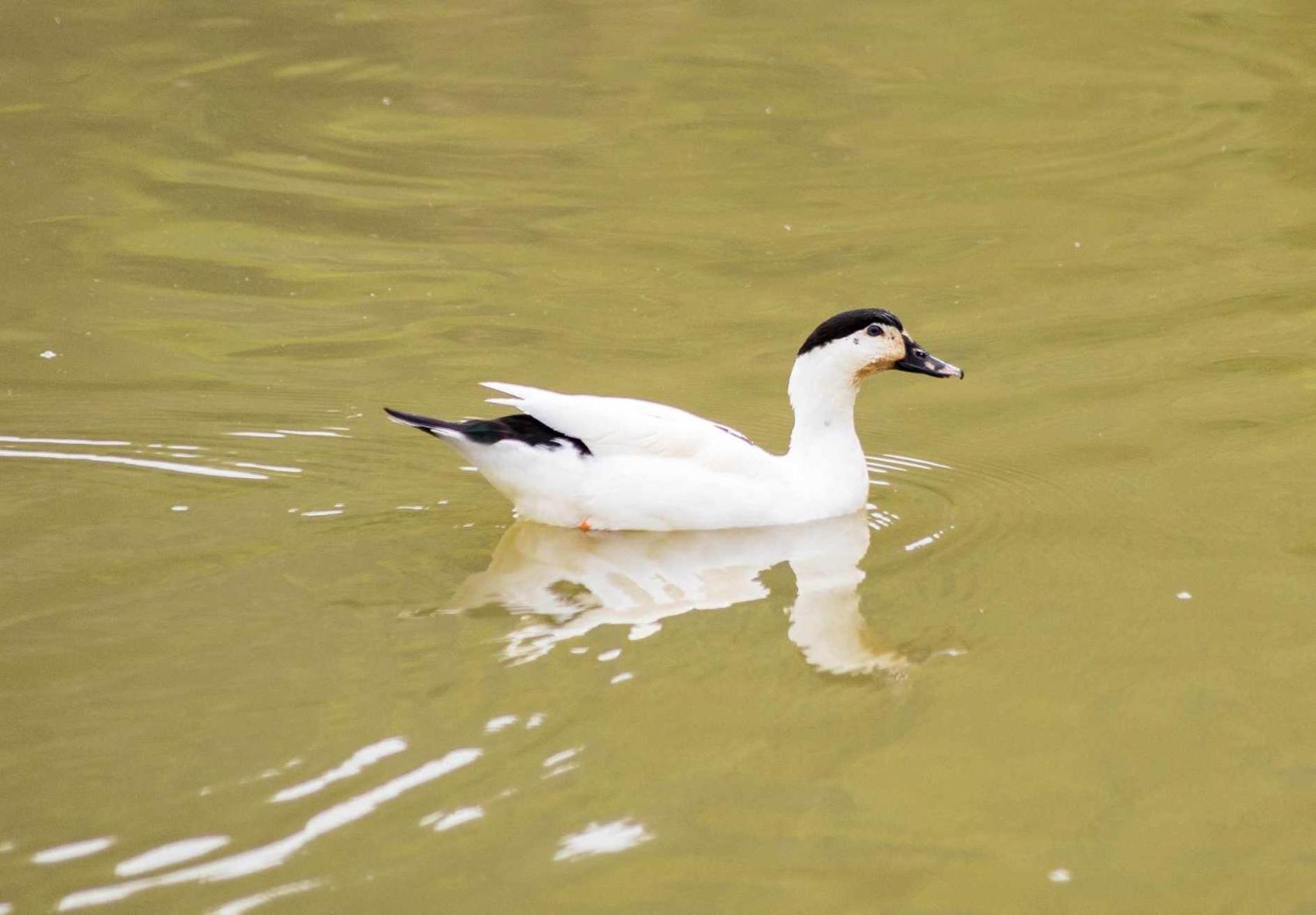 Sitio No Interior De Sp Para Curtir A Natureza Águas da Prata Zewnętrze zdjęcie