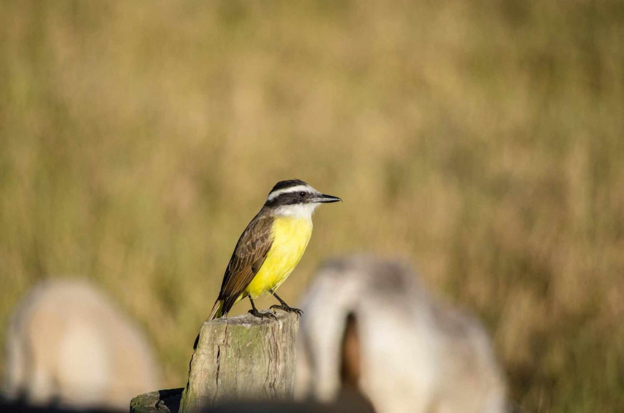 Sitio No Interior De Sp Para Curtir A Natureza Águas da Prata Zewnętrze zdjęcie